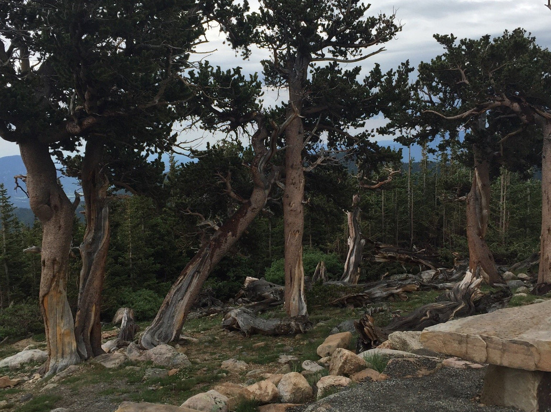 Mount Goliath Natural Area-Evergreen必去景点