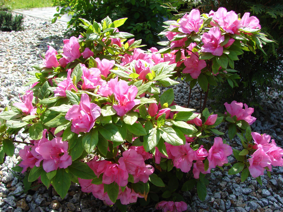 Zaborze酒店住宿-Villa Aviator