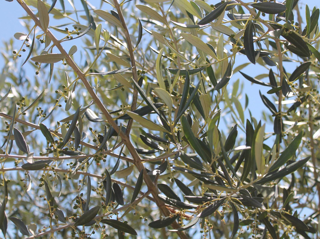 Kiler Ridge Olive Farm景点图片