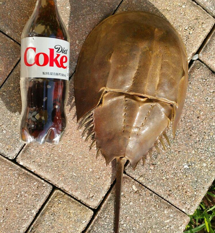 Kayak Jacks Paddlesports-布雷登顿必去景点