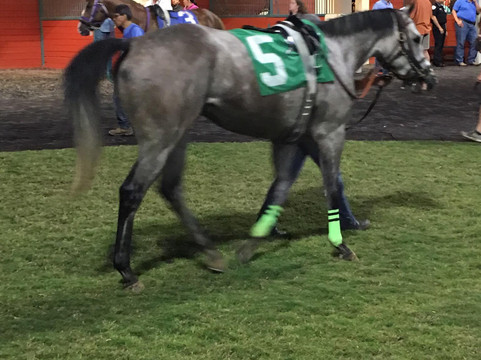 Lone Star Park-大草原城必去景点