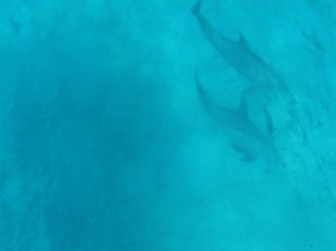 Andaman Dolphin-布莱尔港必去景点