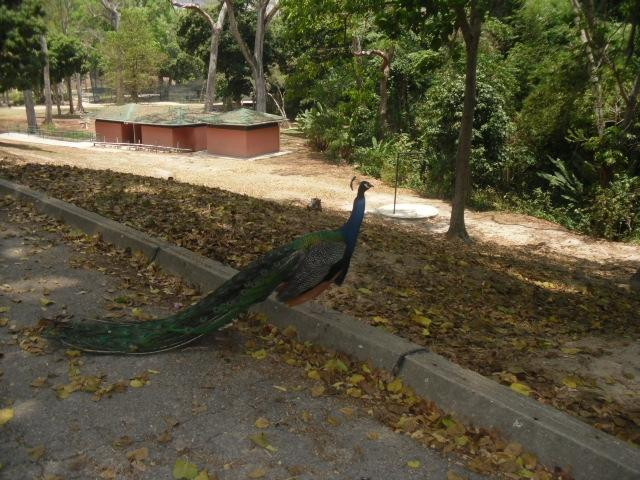 Parque Zoológico Caricuao景点图片