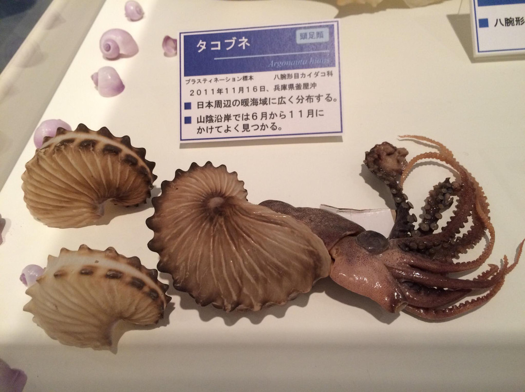 San'in Kaigan Geopark Museum of the Earth and Sea-岩美町必去景点