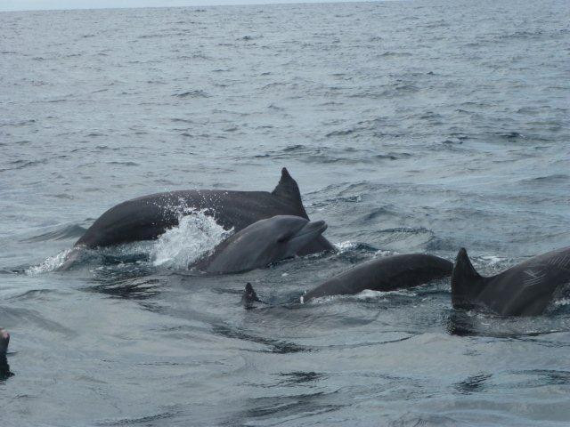 Whale and Dolphin Wisdom Retreats-Contadora Island必去景点