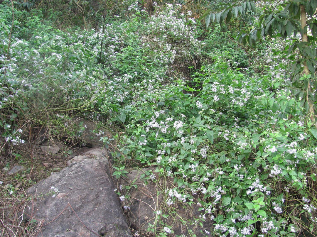 Kalijai Island-Ganjam必去景点