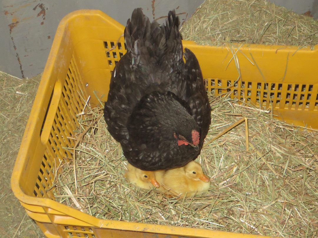 Victor's Horse & Carriage-Xaghra必去景点