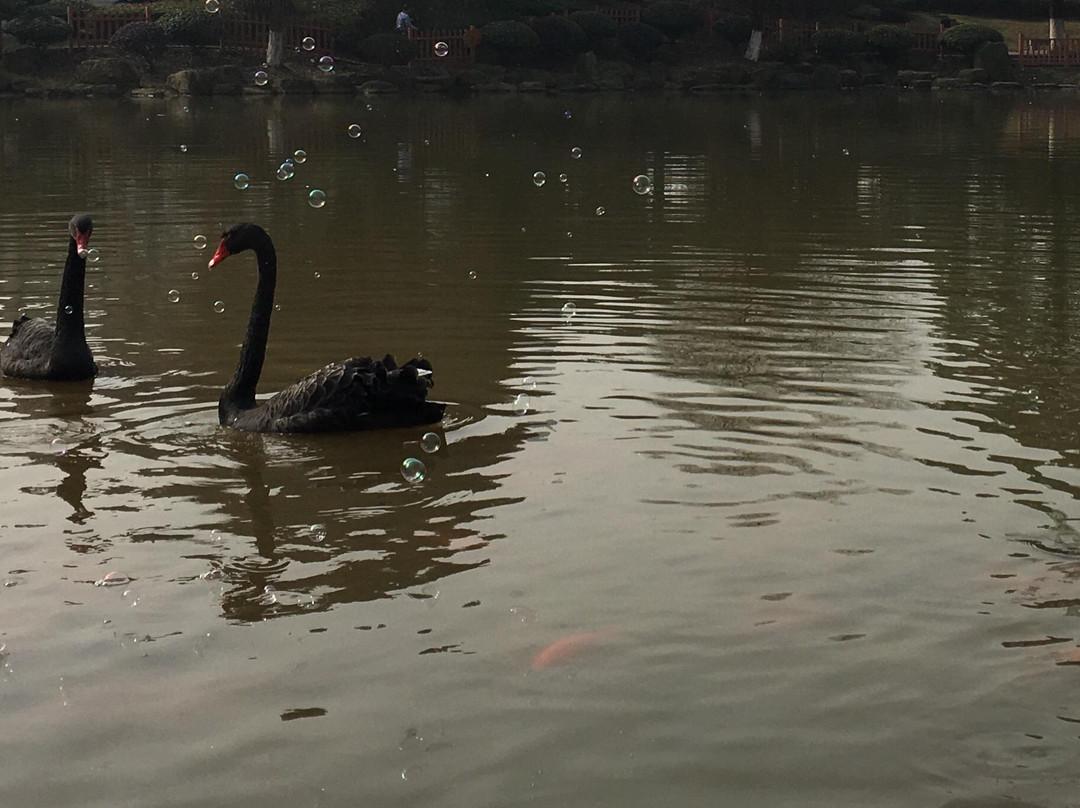 爱莲湖风景区-郴州市必去景点