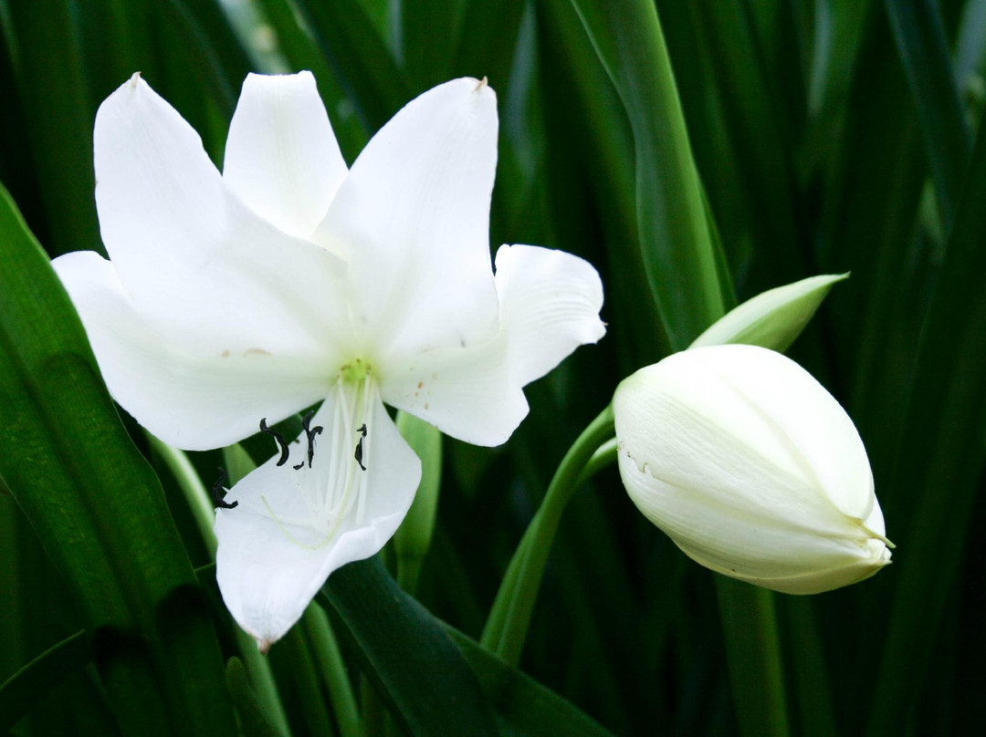 Cinco Ramas-洛斯奇莱斯必去景点