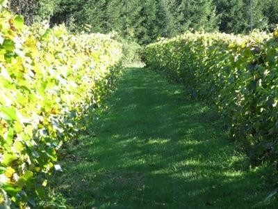 Vignoble Côte De Vaudreuil-沃德勒伊多里翁必去景点