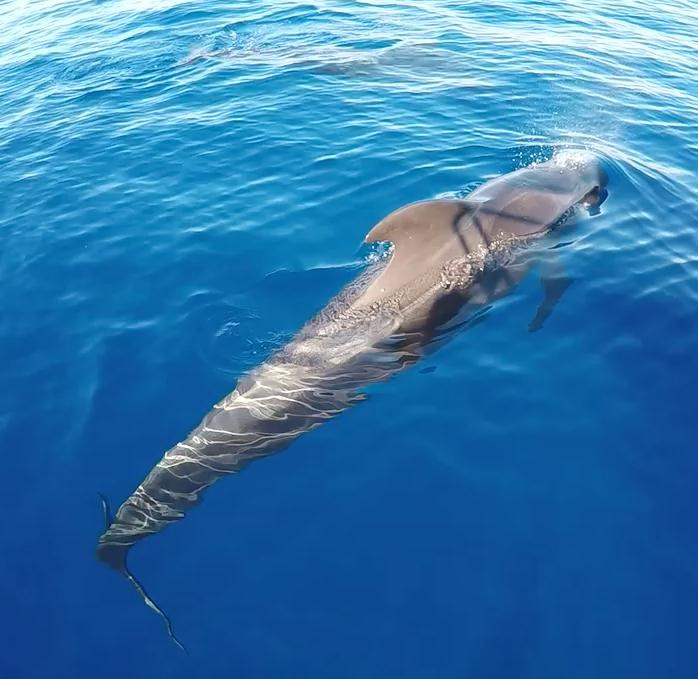 Sea Passion Charter y Pesca