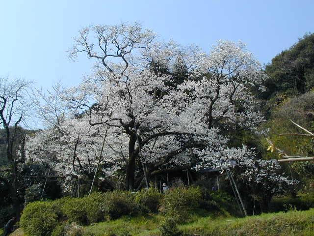 Myojozakura-伊万里市必去景点