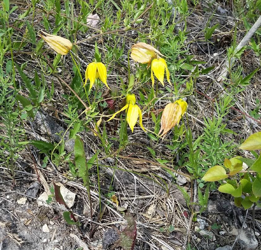 Stonewall Quarry Park-Stonewall必去景点
