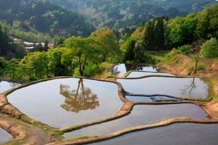Gimyo Rice Terrace景点图片