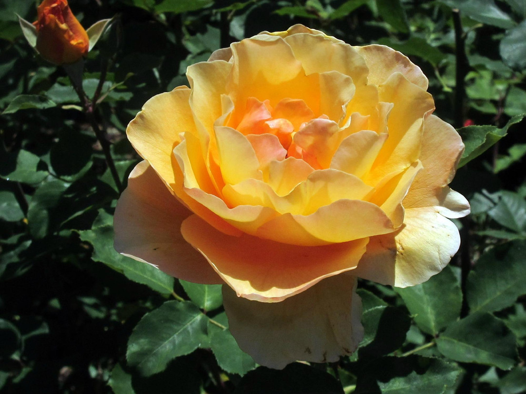 Central Park-圣马特奥必去景点