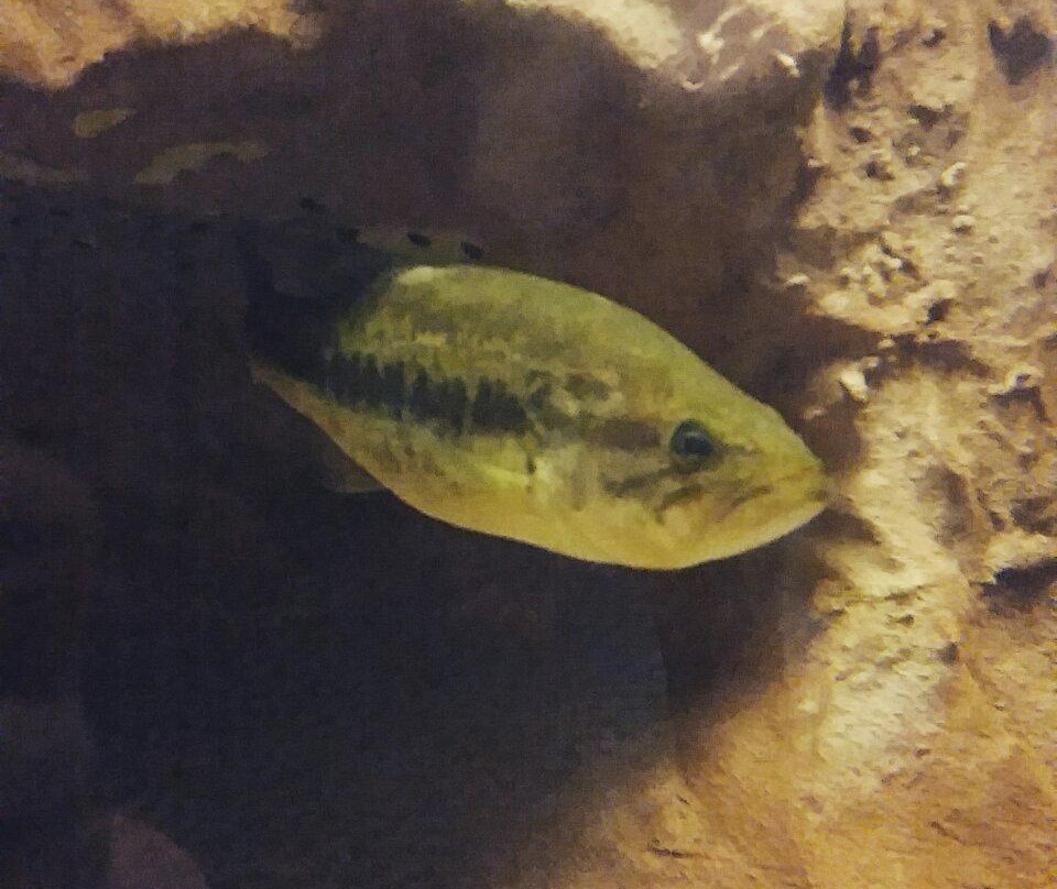 Warm Springs Regional Fisheries Center-Warm Springs必去景点