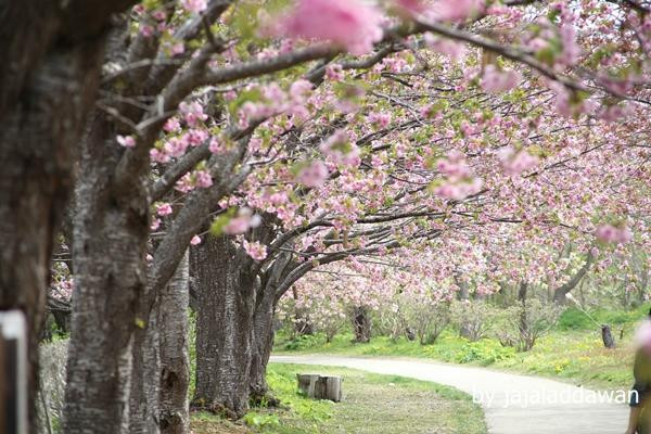 Matsumae Cherry Blossom Festival-松前町必去景点