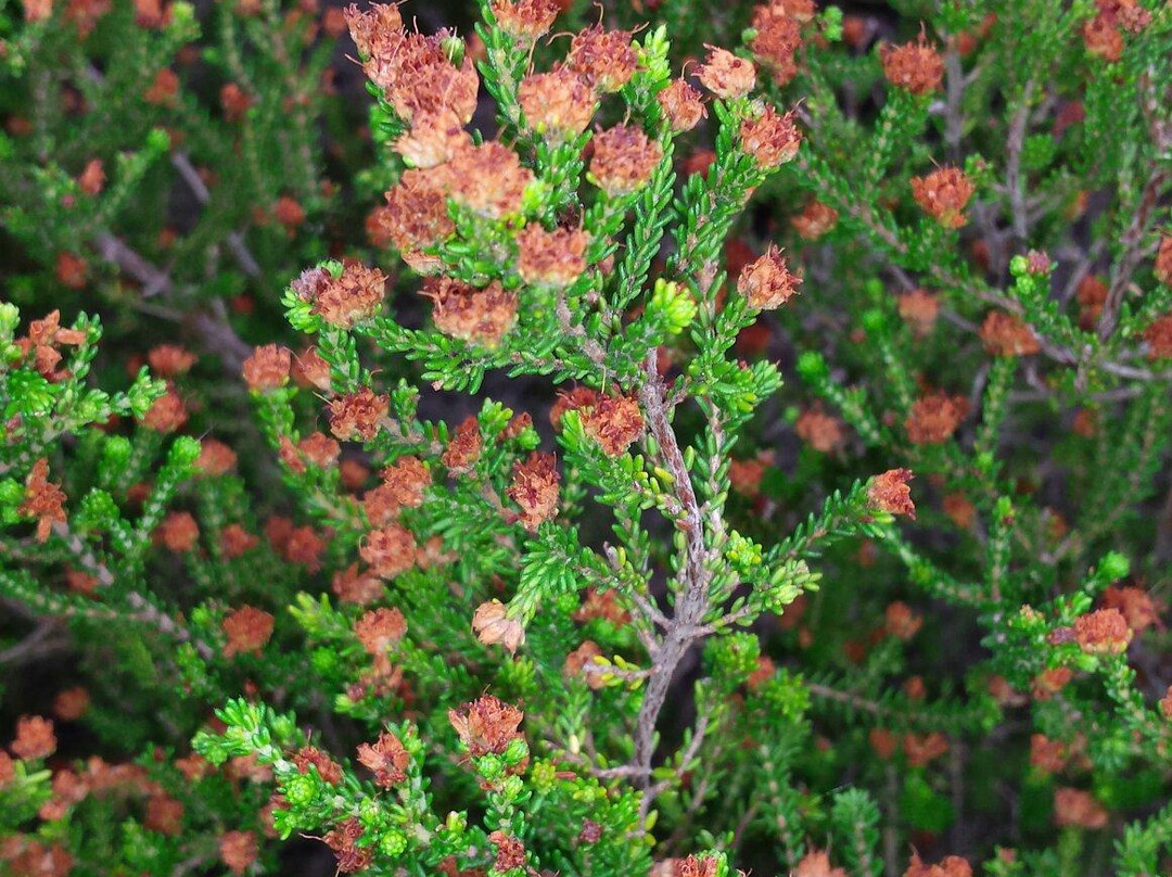 Harold Porter National Botanical Gardens-Betty's Bay必去景点