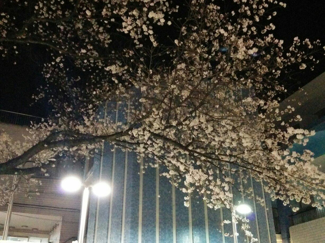 Matsudo City Cherry Blossom Festival-松户市必去景点