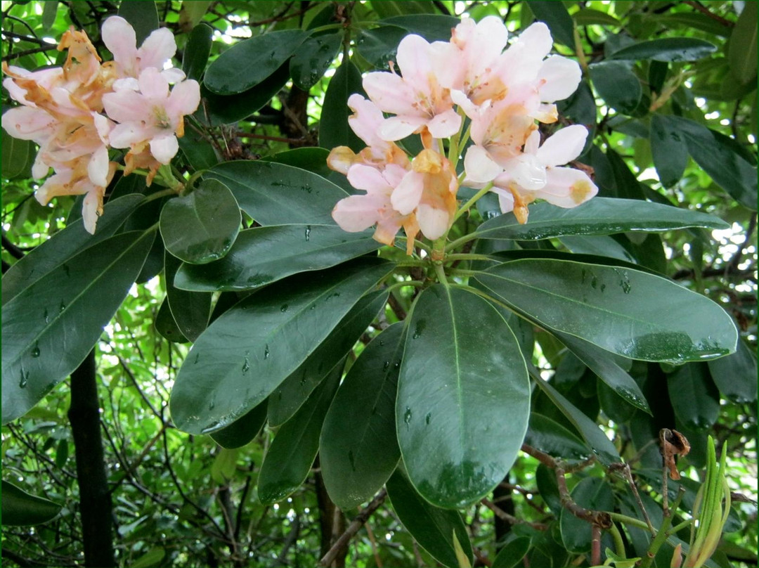 Jeli Arboretum-Kam必去景点