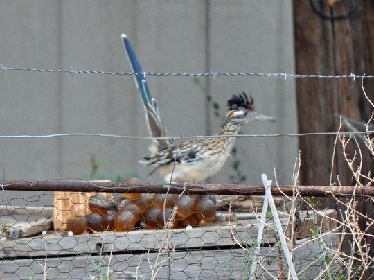Lake Balmorhea-Balmorhea必去景点