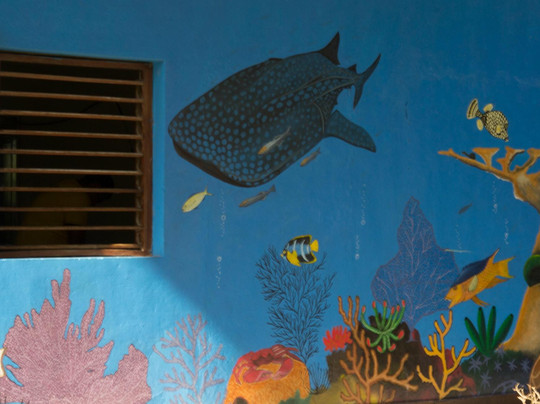 Dressel Divers Cozumel-考祖梅必去景点