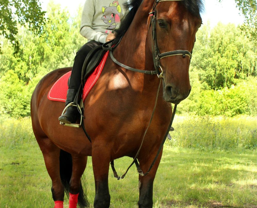 Horse Riding and Sports Club PEGAS景点图片