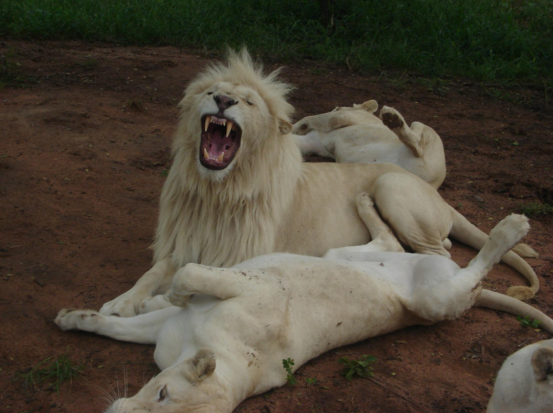 Mama Tau White Lions Breeding Project-水堡必去景点