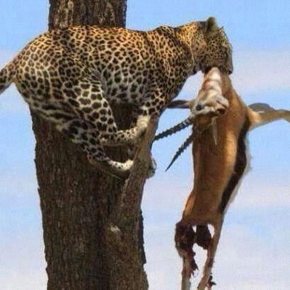 Kilimanjaro Vikings Adventures-莫西必去景点