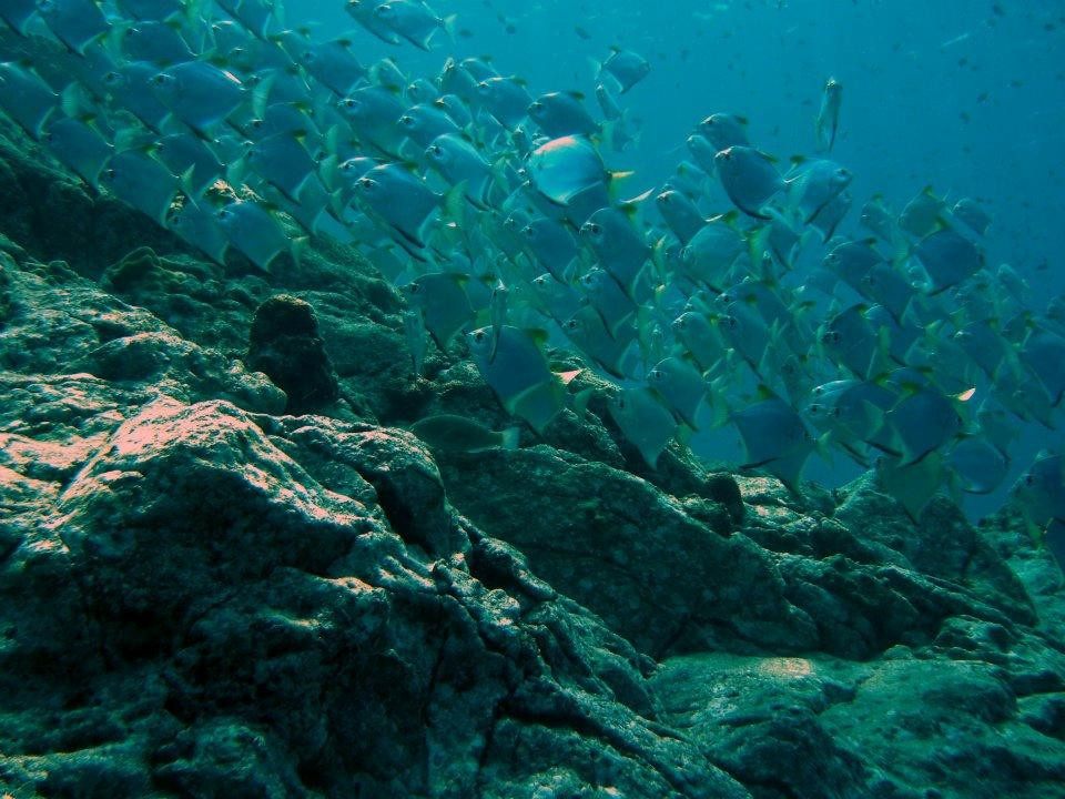 The Dive Adventure景点图片