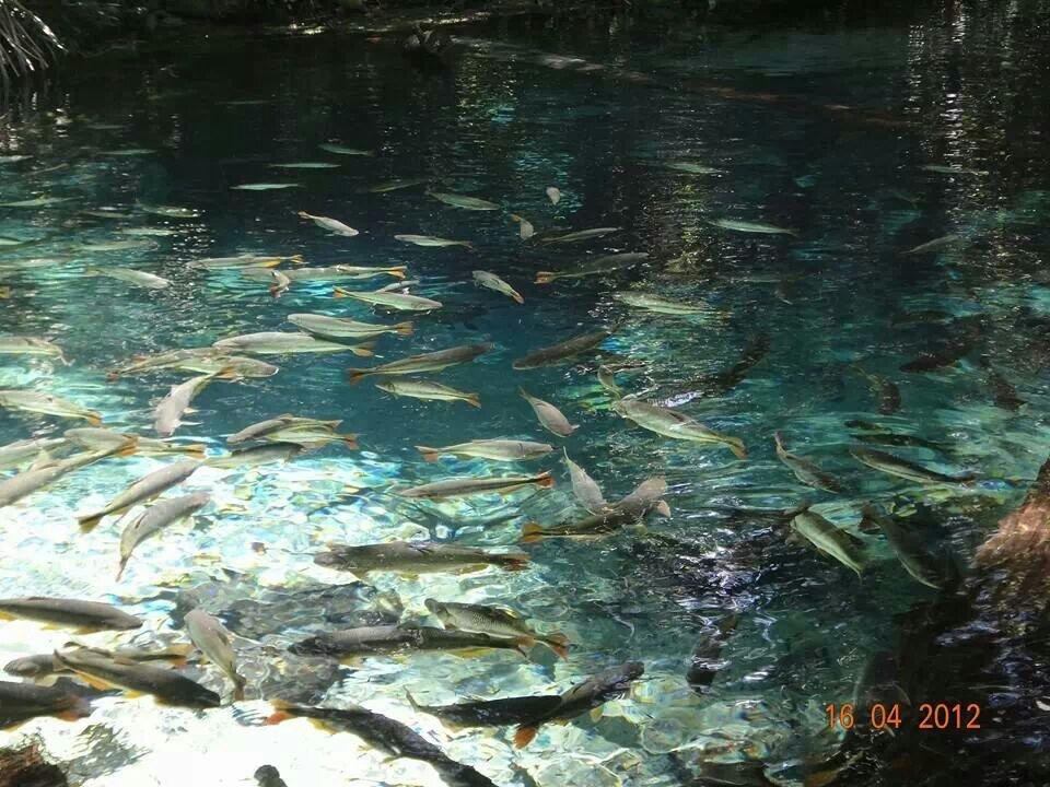 Aquário Encantado-诺布里斯必去景点