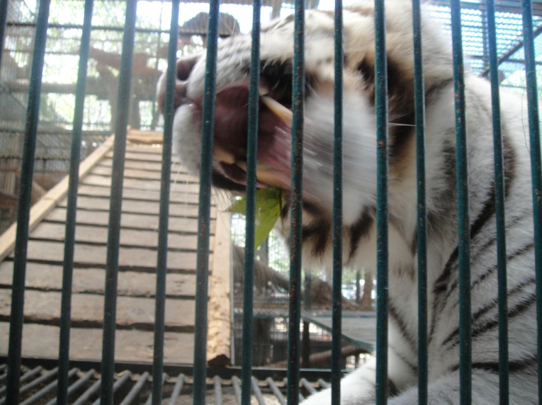 El Club de los Animalitos景点图片