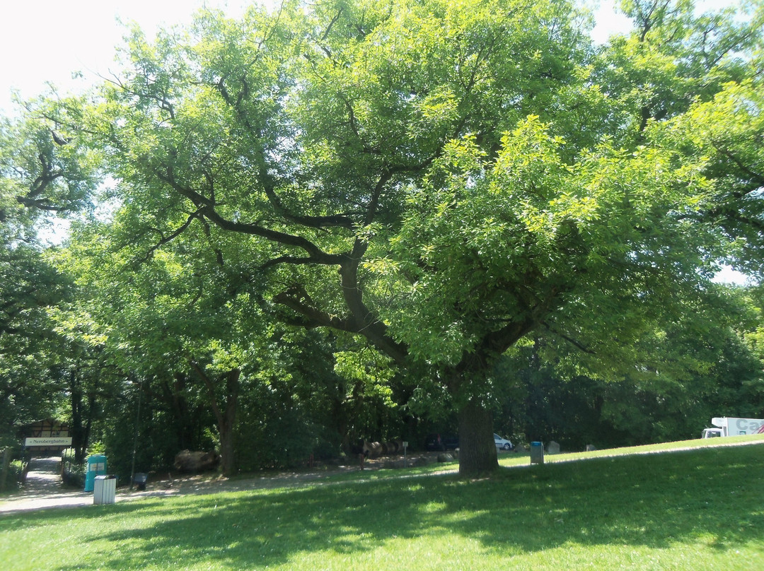 Neroberg-威斯巴登必去景点