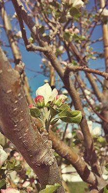 Ditmars Orchard-康瑟尔布拉夫斯必去景点