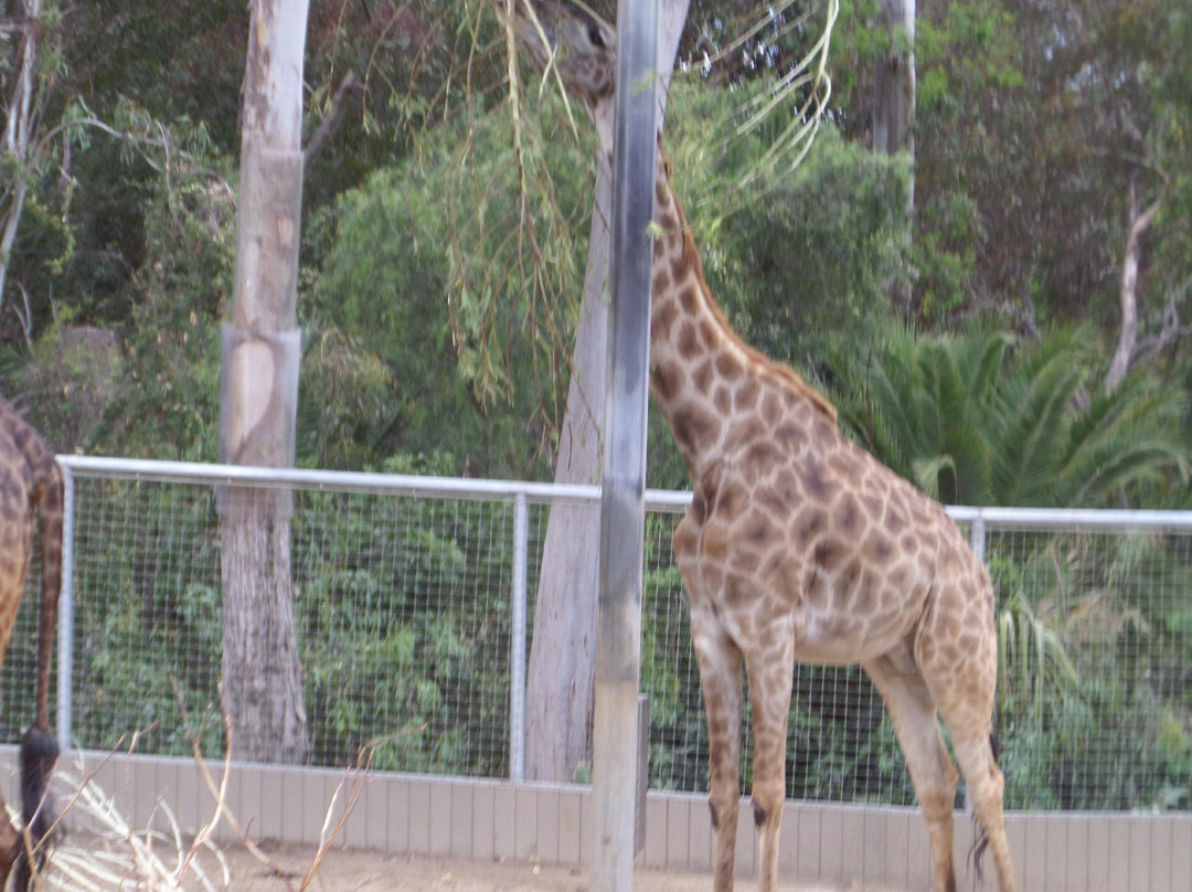 圣地亚哥动物园-圣地亚哥必去景点