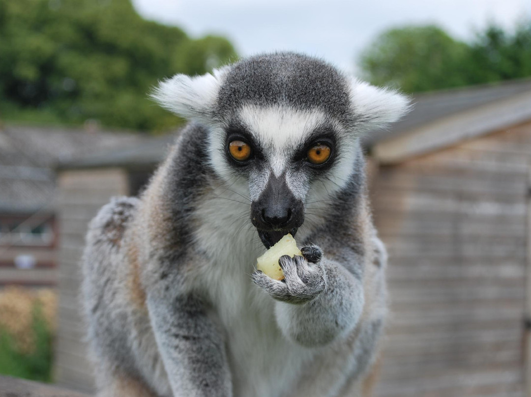 Reaseheath Mini Zoo-Nantwich必去景点