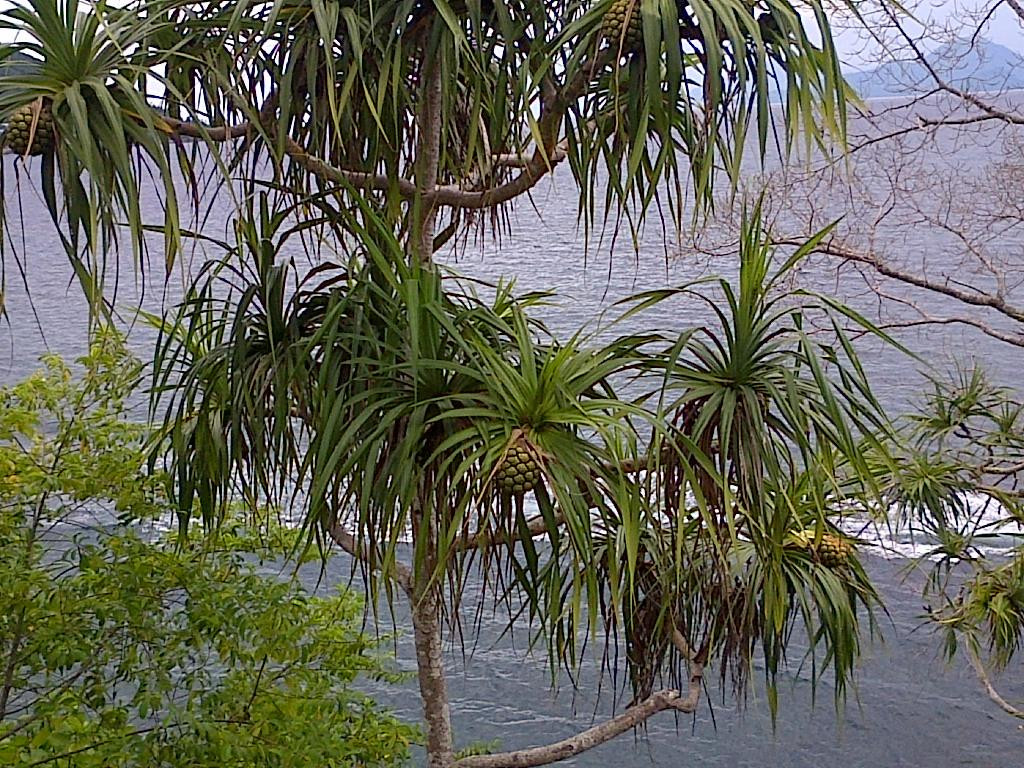 Sulamadaha beach景点图片
