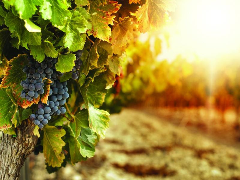 Absolute Prestige Limousine Wine Country Tours-Loma必去景点