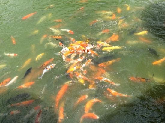 普吉岛植物园景点图片