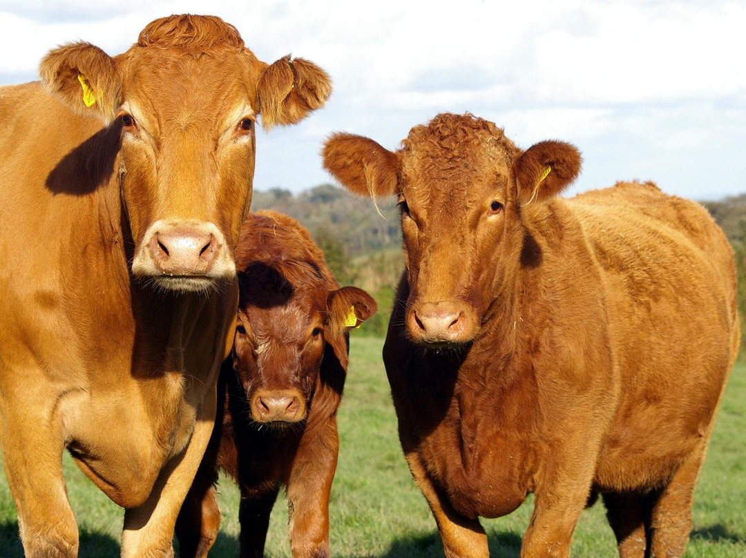 Corran Farm Bed & Breakfast主图