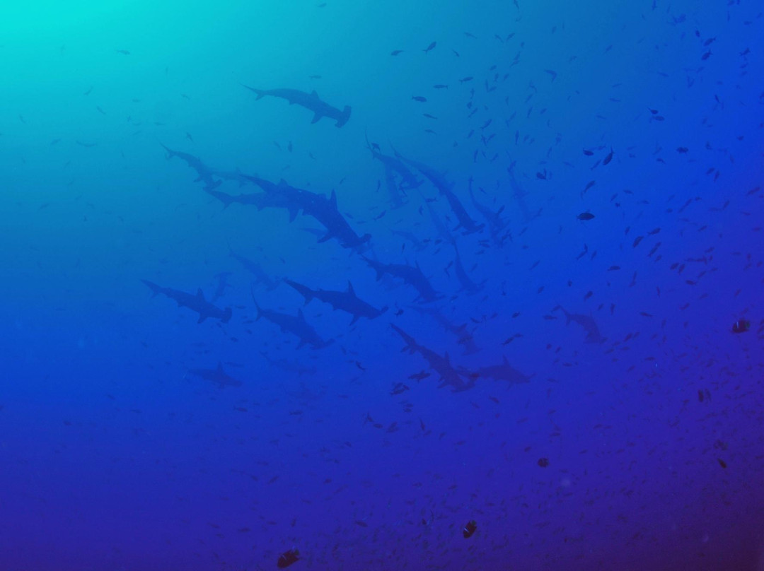 马尔佩洛岛动植物保护区-Malpelo Island必去景点