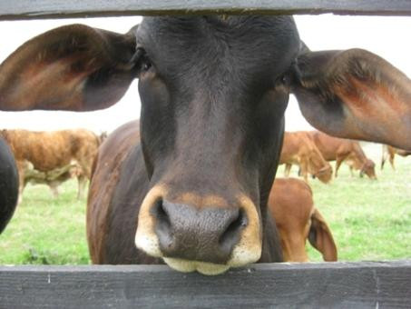 Prairie Wind Farm B&B主图