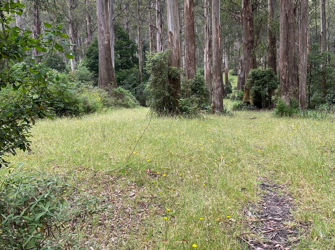 Toolangi State Forest景点图片