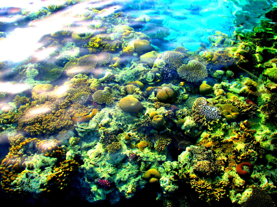 Coral Beach Nature Reserve景点图片