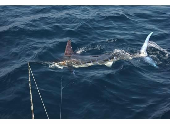 Kingfisher Sportfishing景点图片