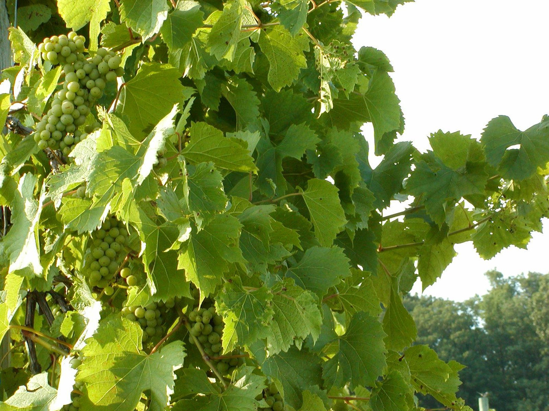 Turtle Run Winery-Corydon必去景点