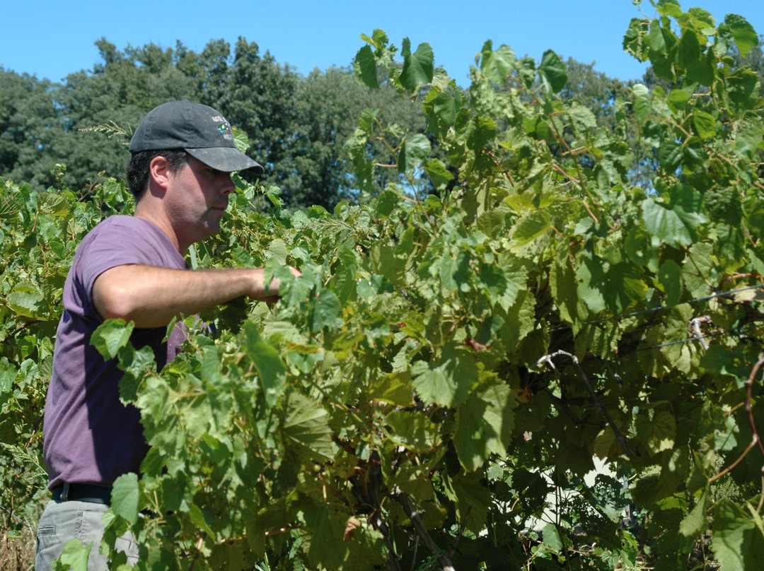 Turtle Run Winery-Corydon必去景点