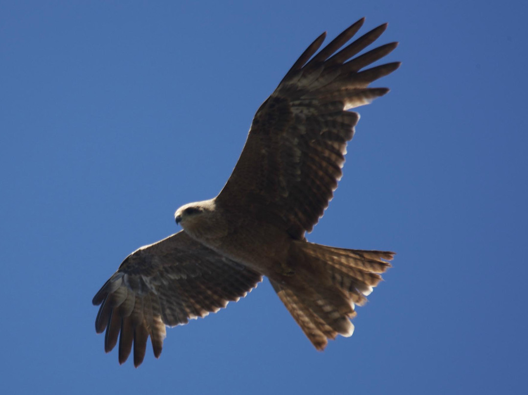 Odyssey Bound-道格拉斯港必去景点