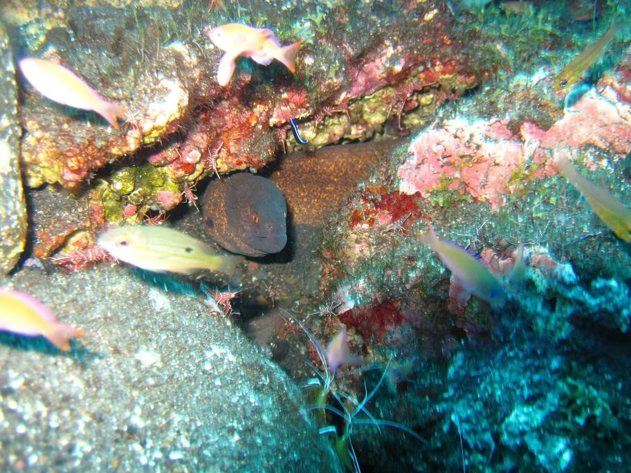 Paradise Diving Bali-曼吉斯必去景点