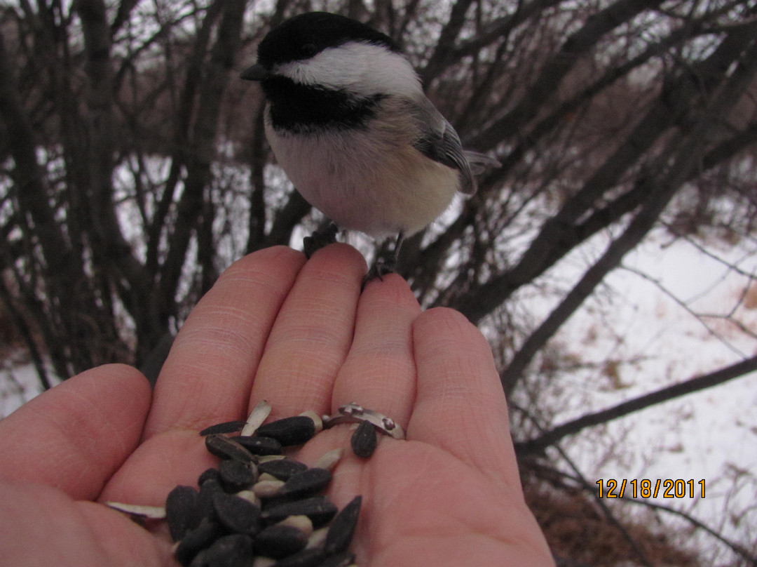 Inglewood Bird Sanctuary and Nature Centre-卡尔加里必去景点